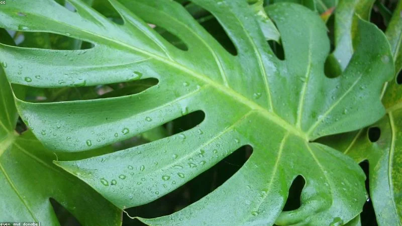 Pourquoi mes feuilles de Monstera ont-elles des taches jaunes et comment y remédier