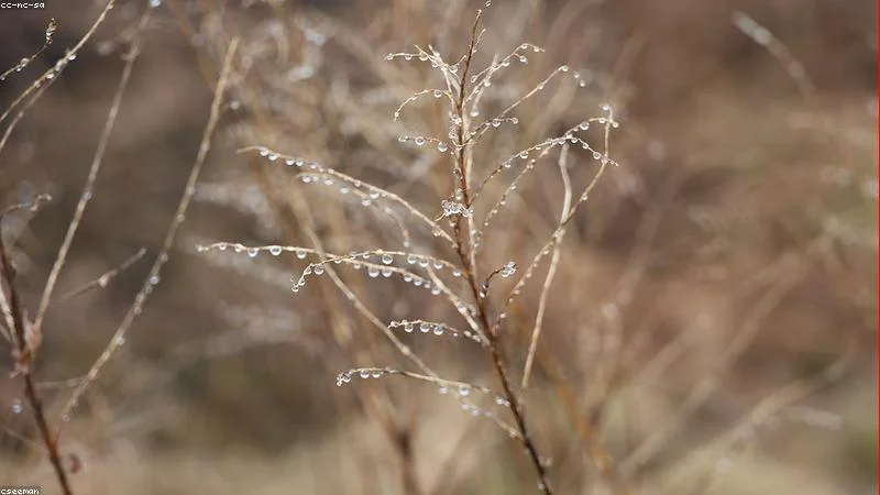 Plantas de interior perto da janela no inverno